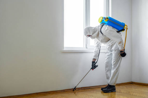 Best Flea Control Services  in Carthage, IL