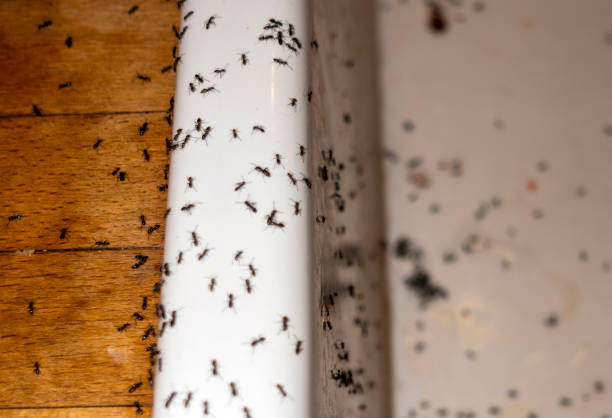 Best Pest Prevention Services  in Carthage, IL