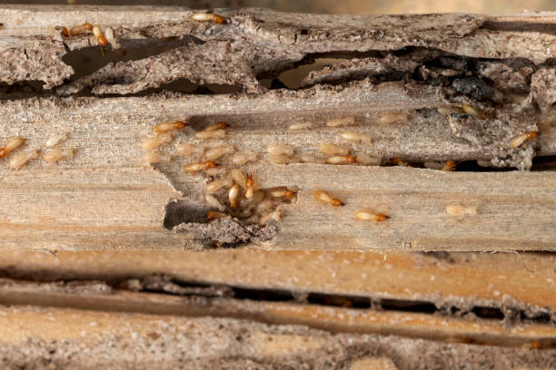 Best Mosquito Control Services  in Carthage, IL
